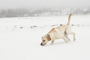 dog tracking in the snow