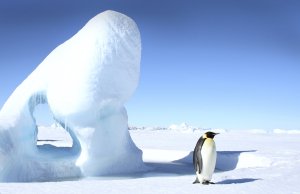 Emperor penguin (Aptenodytes forsteri) standing next to an iceberg on the sea ice of Antarctica