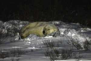 Polar bear sleeping at night