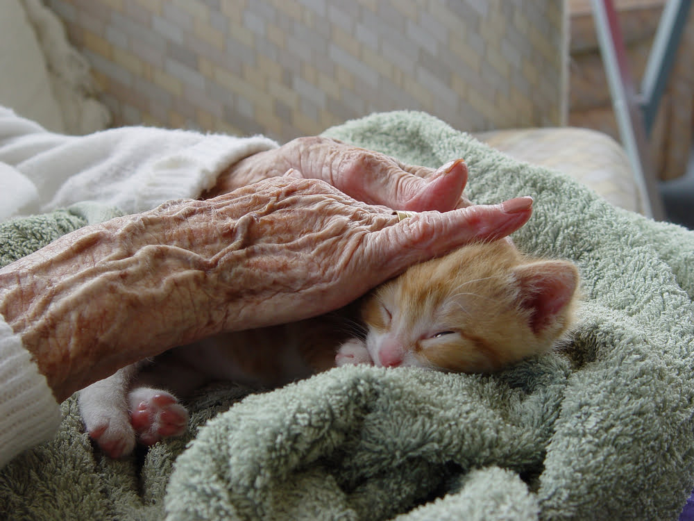 palliative care for cats