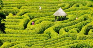 people in a maze